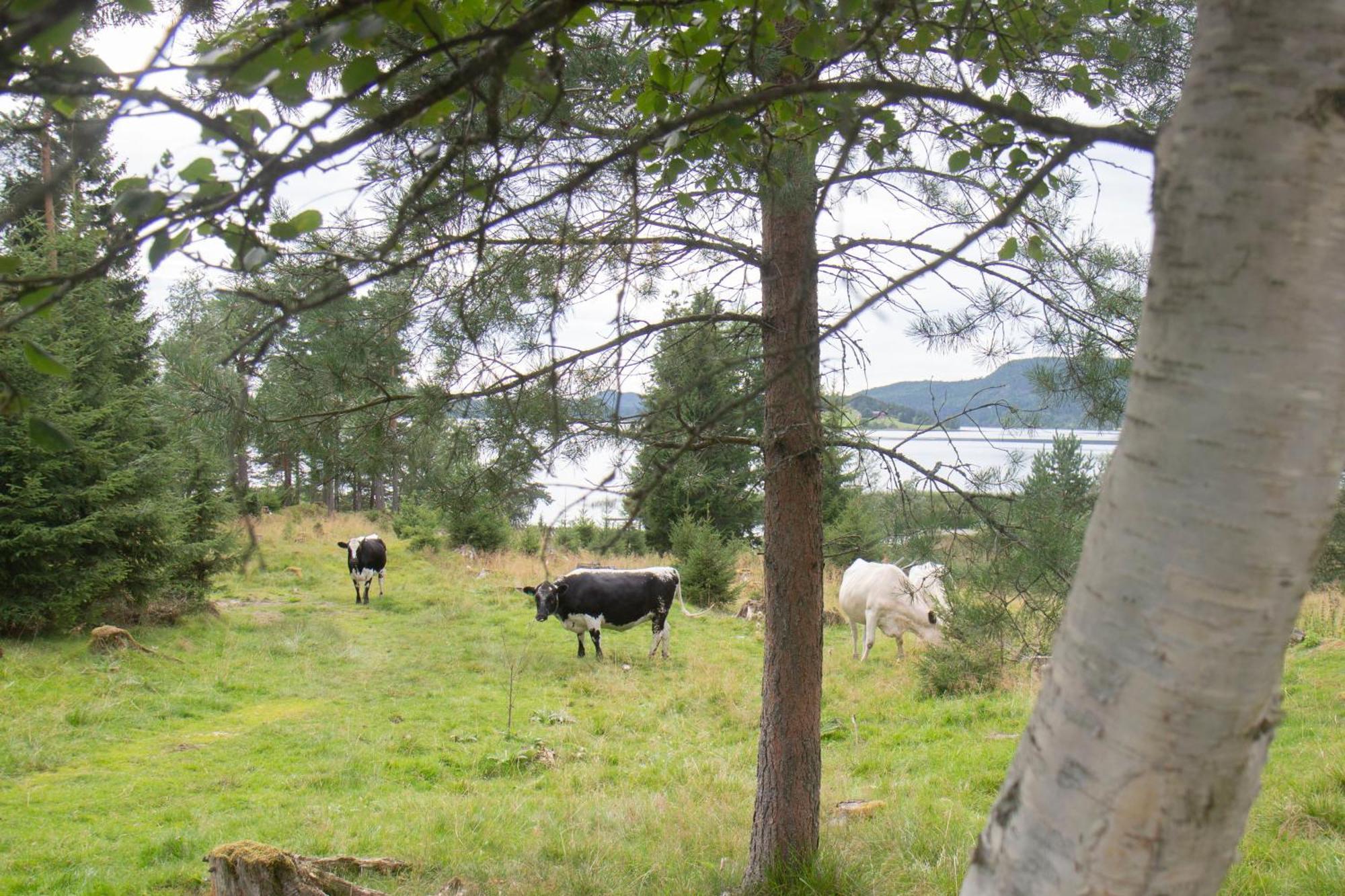 Cosy Cabin Without Running Water And Electricity Hotel Levanger Exterior foto